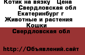 Котик на вязку › Цена ­ 3 000 - Свердловская обл., Екатеринбург г. Животные и растения » Кошки   . Свердловская обл.